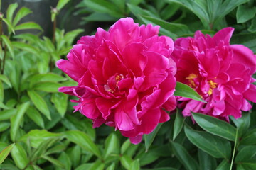 Fototapeta premium Fragrant peonies