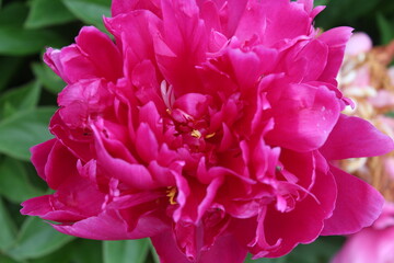 pink flower © rhegc