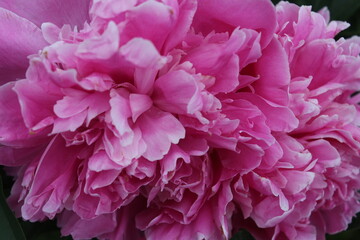 Close-up of peonies © rhegc