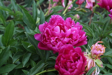 Obraz premium Peonies in the garden