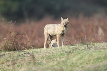 Fototapeta premium The Indian jackal (Canis aureus indicus), also known as the Himalayan jackal, is a subspecies of golden jackal. This photo was taken in North Inidia.
