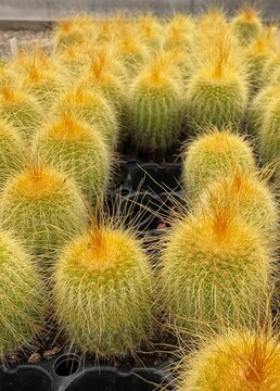 Golden ball cactus group vertical golden spines greenhouse nursery cultivation