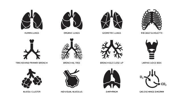 Human Respiratory System Anatomy Icons Set - Lungs, Trachea, Bronchi, Alveoli, Larynx, Diaphragm, Gas Exchange