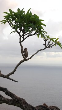 4K vertical slow motion of a small macaque monkey climbing up a tree branch