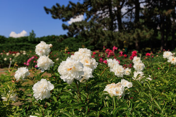 Obraz premium Varietal peonies bloom in a garden during sunny weather under a clear blue sky with trees in the background