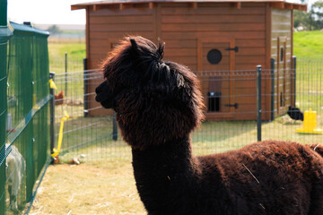 Fototapeta premium Furry black alpaca explores a sunny farmyard near a cozy wooden barn in the afternoon light