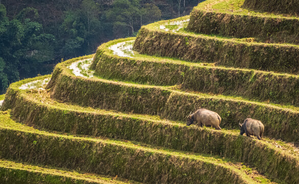 Water Buffaloes on Terraced Rice Fields in Sapa, Vietnam