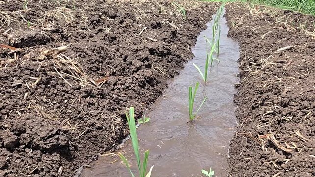 Water Flowing Smoothly Through Tilled Soil Furrow to Hydrate Young Sugarcane Plant Rows: A Realistic Presentation of Traditional Surface Irrigation Methods, Agriculture Resource Management, and Farm V