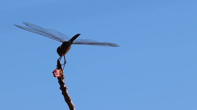 Video of a dragonfly perched on top of a branch.	