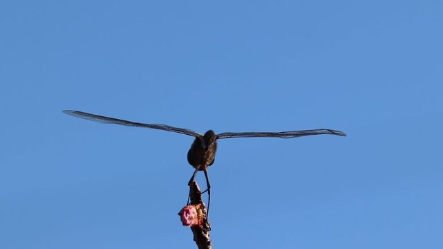 Video of a dragonfly perched on top of a branch.	