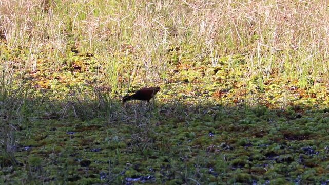 Wattled Jacana on the lake.