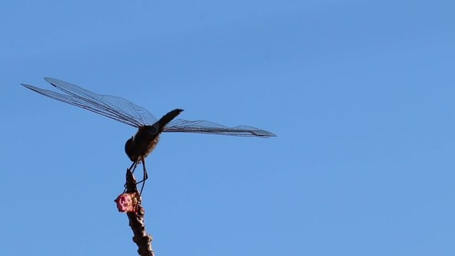 Video of a dragonfly perched on top of a branch.