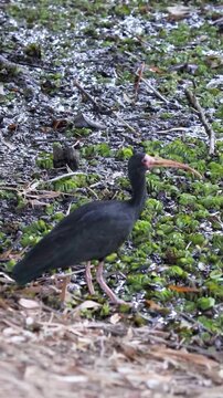 Bare-faced Ibis on the lake.	