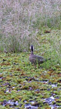 Brazilian Teal in the  park lake.