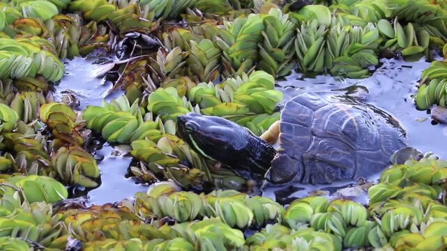 A turtle swimming peacefully in the lake.	