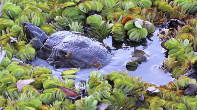 A turtle swimming peacefully in the lake.	
