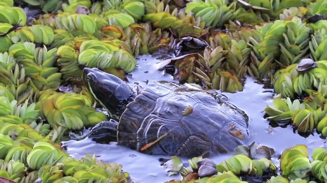 A turtle swimming peacefully in the lake.