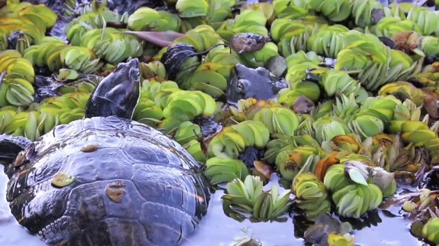 A turtle swimming peacefully in the lake.	