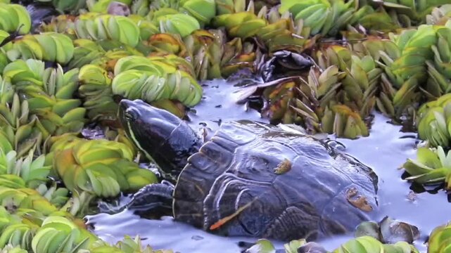 A turtle swimming peacefully in the lake.	