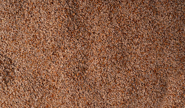 Plantago ovata seeds, Psyllium husk, isabgol dietary fiber or ispaghula