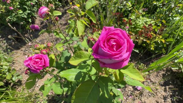 Pink damask rose flower in nature garden. Rosa damascena, Damascus rose or sometimes known as Persian, Bulgarian, Taif, Isfahan or Castilian rose, is a hybrid of Rosa gallica and Rosa moschata roses.