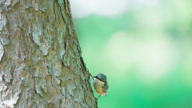 Eurasian Nuthatch Pecking and Stripping Tree Bark for Food 4k