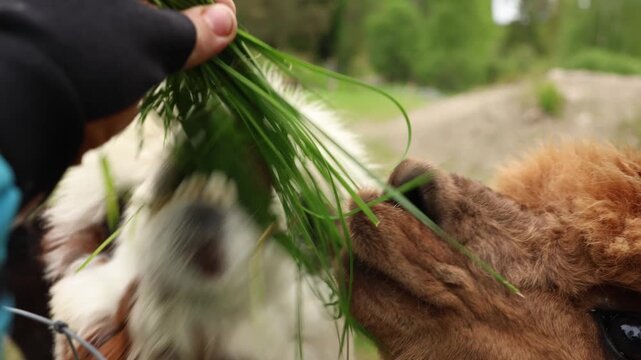 Curious llamas take fresh grass from a person's hand creating a warm animal interaction scene in a rural outdoor environment
