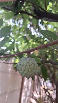 Close up of ripe Custard Apple fruit on tree branch 