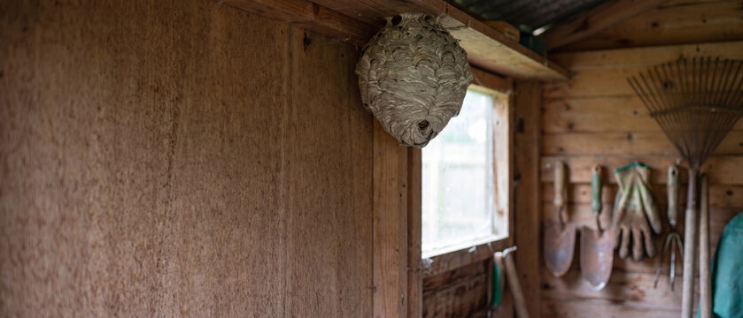 Large wasp nest attached to wooden shed wall near window in rustic interior