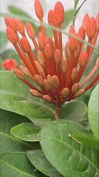 Orange ixora flower buds cluster close up in garden 