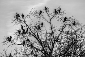 Kormorany zwyczajne (Phalacrocorax carbo) siedzące na gałęziach suchego drzewa. Czarno-biała fotografia stada ptaków na tle jasnego nieba. © Henryk Niestrój