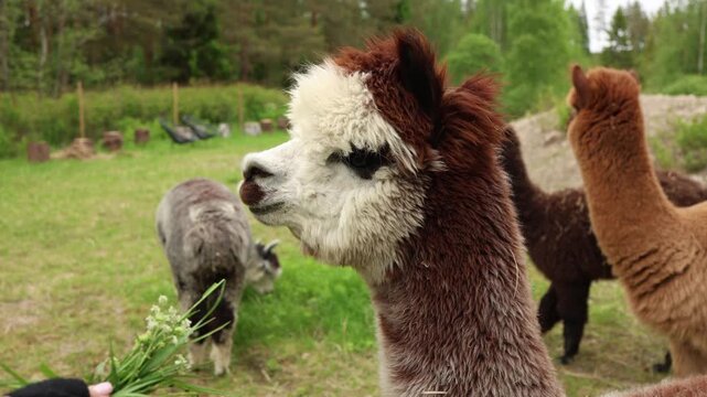 close up of a llama chewing fresh grass showcasing natural feeding behavior detailed facial features and peaceful farm life