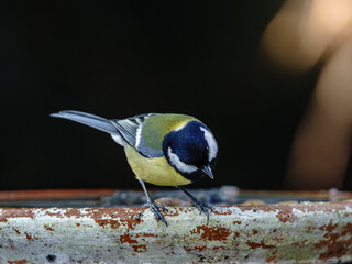 Sikora bogatka (Parus major) siedząca na krawędzi glinianego karmnika, zbliżenie na detale upierzenia i charakterystyczną czarną czapeczkę, ciemne rozmyte tło. © Henryk Niestrój