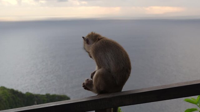 4K close up of a long-tailed macaque monkey turning its body and shifting position