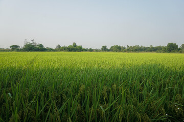 Obraz premium Green fields with ripening Asian rice in the early morning.