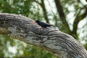 Green wood hoopoe (Phoeniculus purpureus) with a bright red bill and feet, perched on a large textured tree branch in its natural habitat. © Miroslav Srb