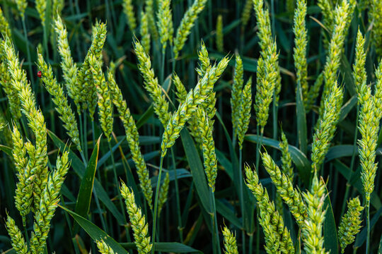 Green wheat ears close up in daylight, agricultural concept of fresh cereal crop spikelets growing in a field