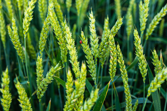 Green wheat ears close up in daylight, agricultural concept of fresh cereal crop spikelets growing in a field