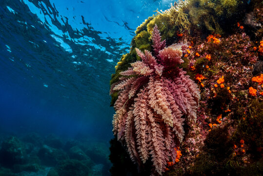 The red algae Aspaagopsis photographed on the Mediterranean seabed