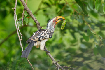 Southern yellow-billed hornbill perched on a branch with a large green caterpillar in its beak, Kruger National Park, South Africa. © Miroslav Srb