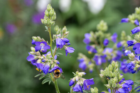 Buff tailed bumble bee collecting pollen from jacob's ladder polemonium caeruleum