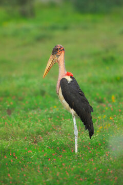 A large marabou stork standing in a green meadow filled with tiny wildflowers in Kruger National Park, South Africa.