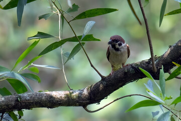 Fototapeta premium photo of a sparrow perched on a tree
