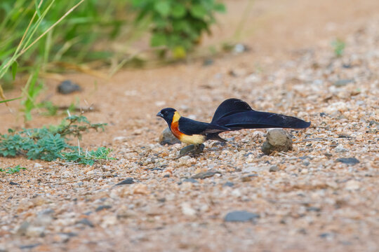 Eastern Paradise-Whydah Vidua paradisaea, Long-tailed Paradise Whydah (Vidua paradisea) in breeding plumage standing on a dirt ground near green vegetation.