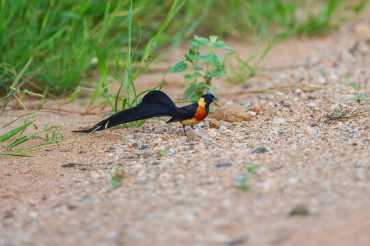 Eastern Paradise-Whydah Vidua paradisaea, Long-tailed Paradise Whydah (Vidua paradisea) in breeding plumage standing on a dirt ground near green vegetation.
