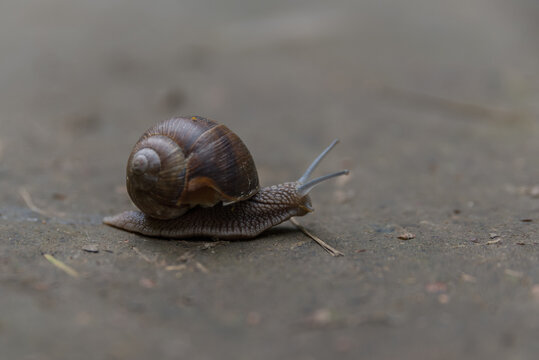A close-up of a brown garden snail moving slowly on a textured surface. The snail has a coiled shell and extended tentacles.