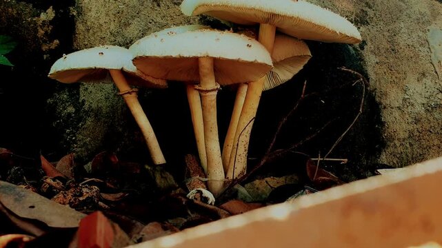 Poisonous false parasol mushroom Chlorophyllum molybdites growing outdoors in soil under tree shade