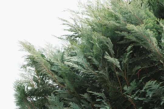 Soft Focus Green and Blue Layered Foliage Abstract Texture Background Organic Wispy Vegetation Patterns with Ample Copy Space Diffused Ethereal Light