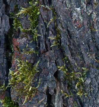 Dark Green Moss on Rough Tree Bark Texture Background Wallpaper - Abstract Organic Nature Surface for Digital Design Web