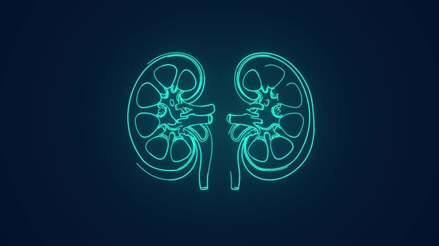 human kidney anatomy and renal system animation